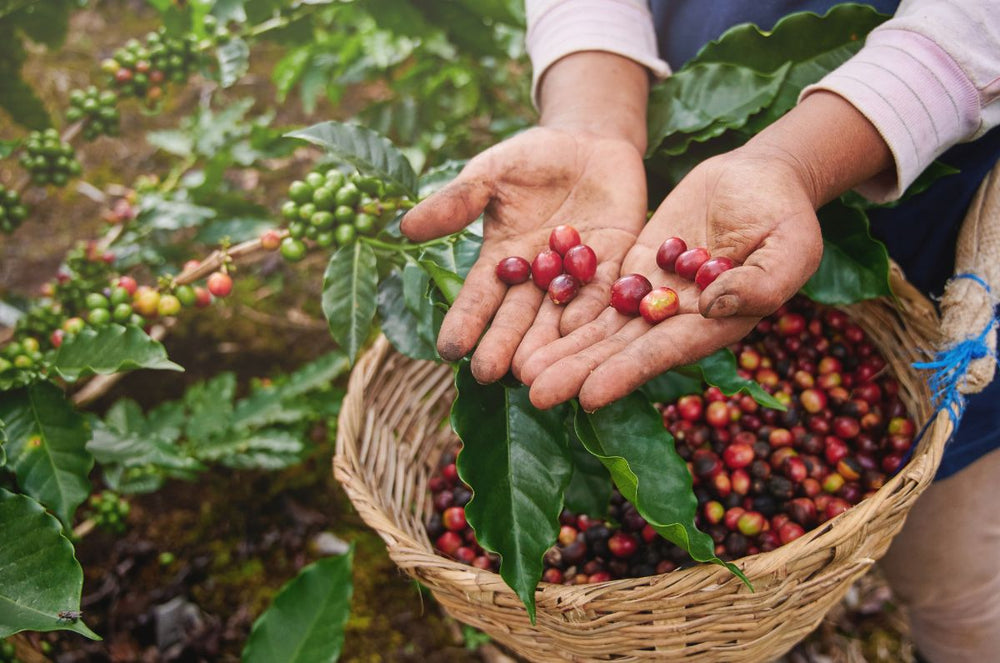 Coffee cherries of Kenya Marua AB being harvested