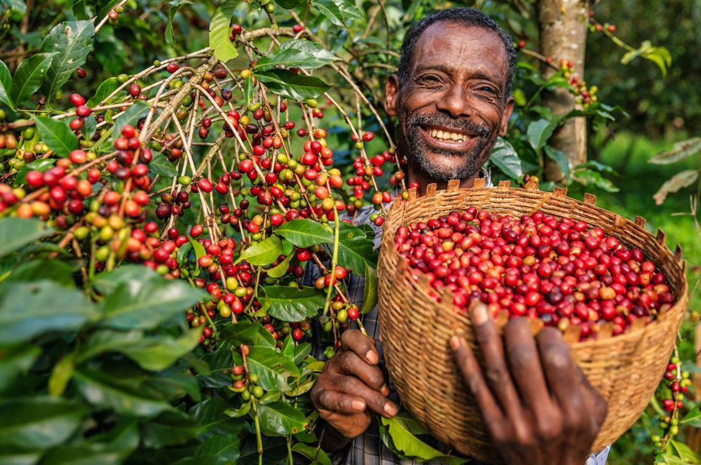 A Kenyan smallholder farmer holding a basket of Kenya Marua AB 