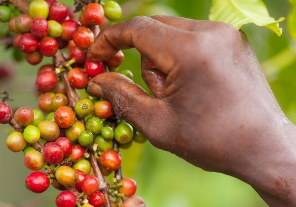 Coffee cherries from Kenya