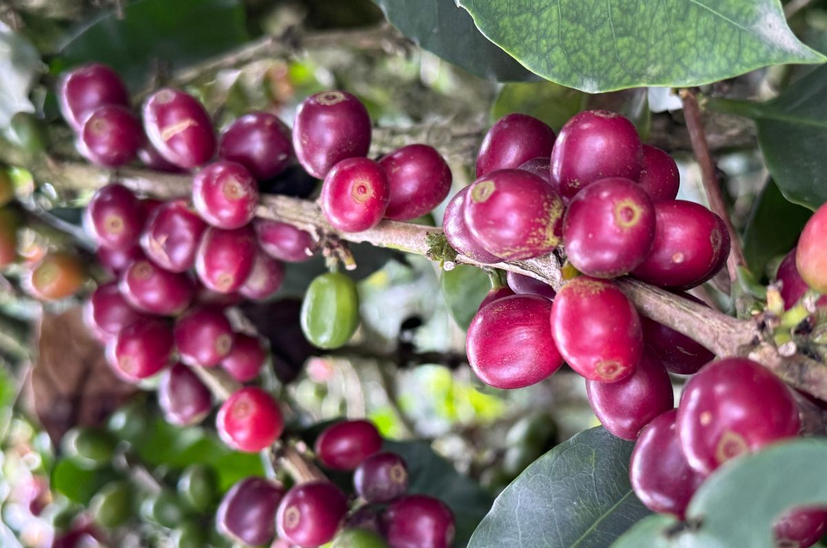 L48 Specialty Green Coffee Beans | JA Coffee