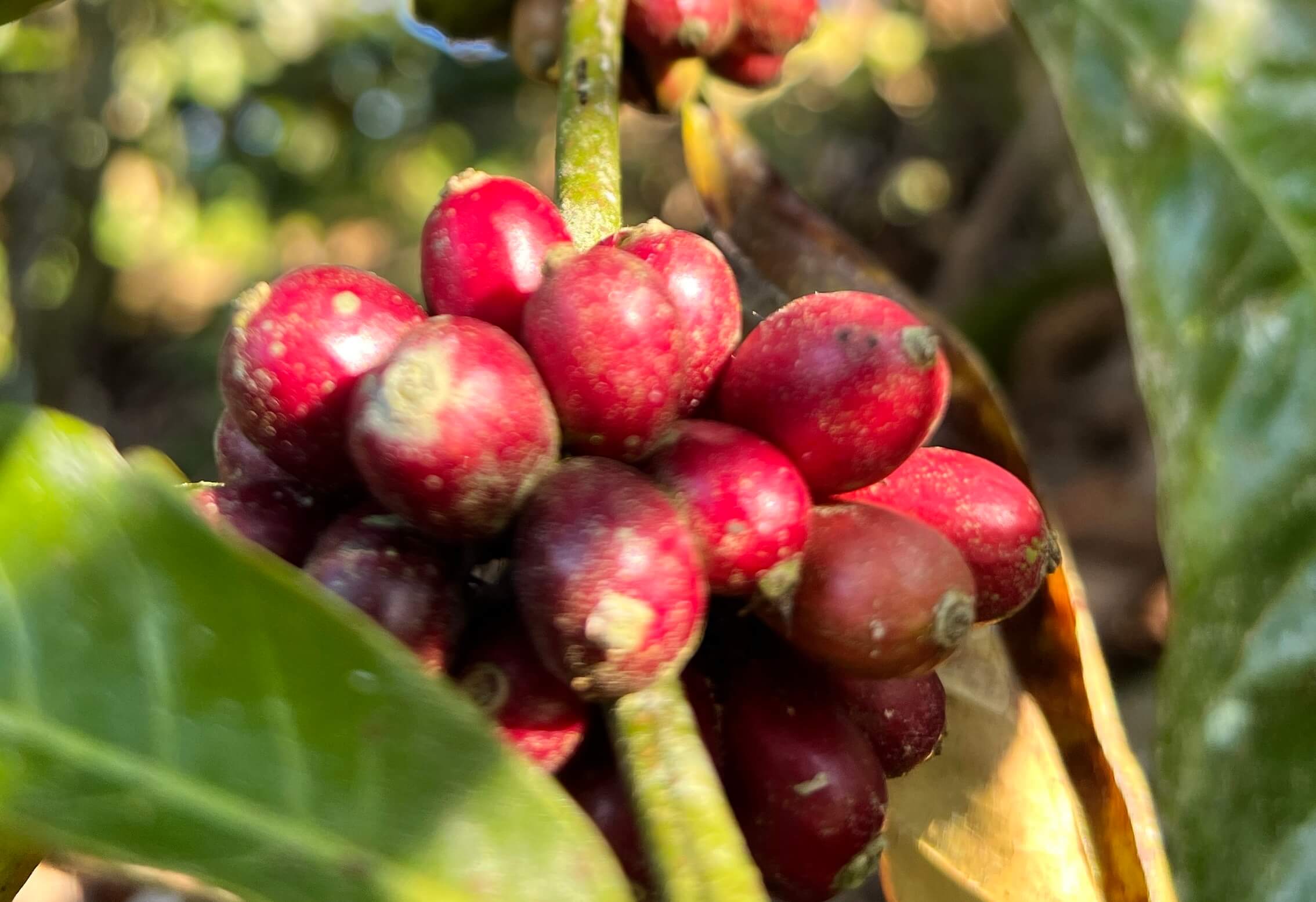 La Isabella Washed Green Specialty Coffee | JA Coffee