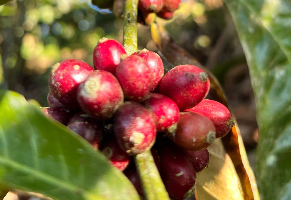 Red coffee cherries from finca la isabella in tres rios costa rica
