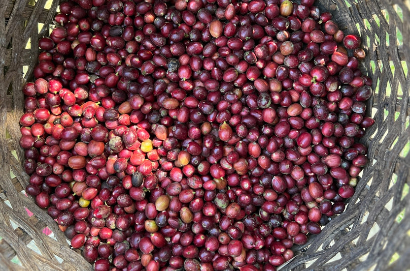La Rosalia Estate Fully Washed Coffee from Costa Rica | JA Coffee