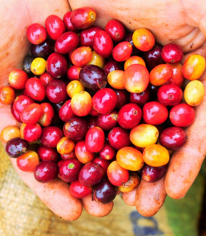 Coffee cherries from Dominican Republic