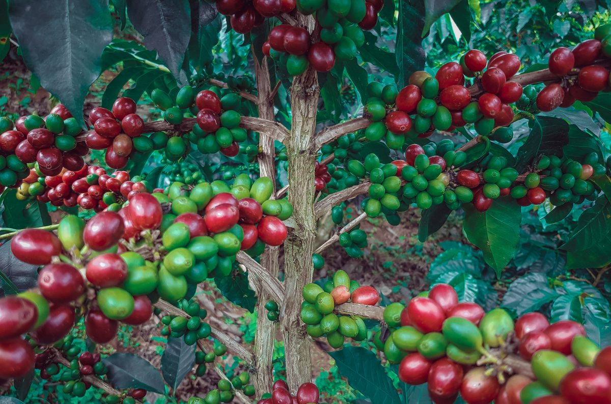 Pink Bourbon Chai Alma Silvestre Specialty Green Coffee Beans │JA
