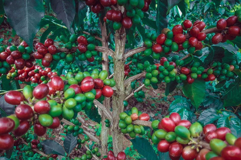 These are Pink Bourbon Chai's coffee cherries from the Alma Silvestre Estate, based in Quindio, Colombia