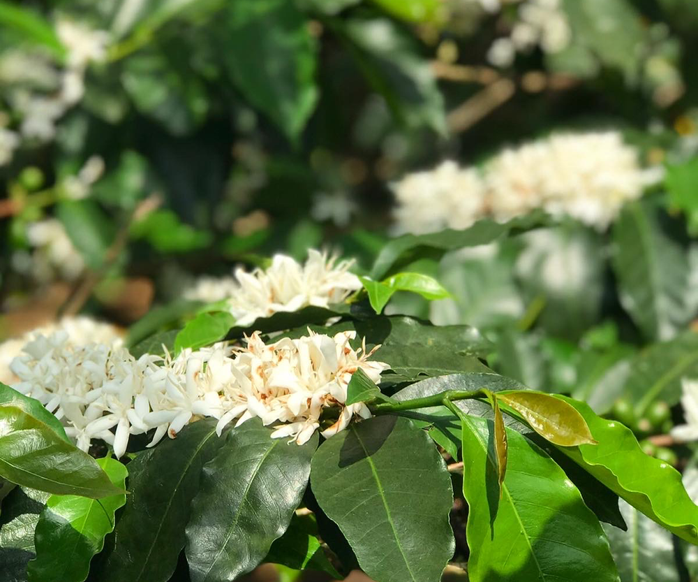 Coffee flowers from the Cancino coffee farm in Kona, Hawaii