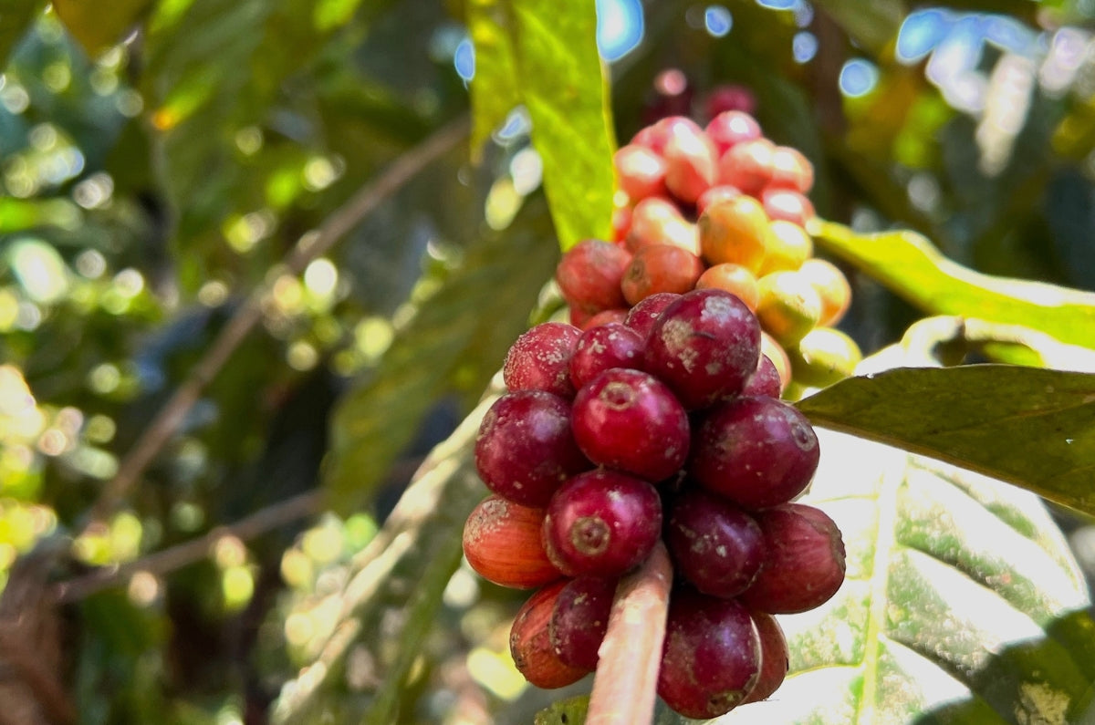 Guatemalan Queen Geisha Green Coffee Honey process | JA Coffee
