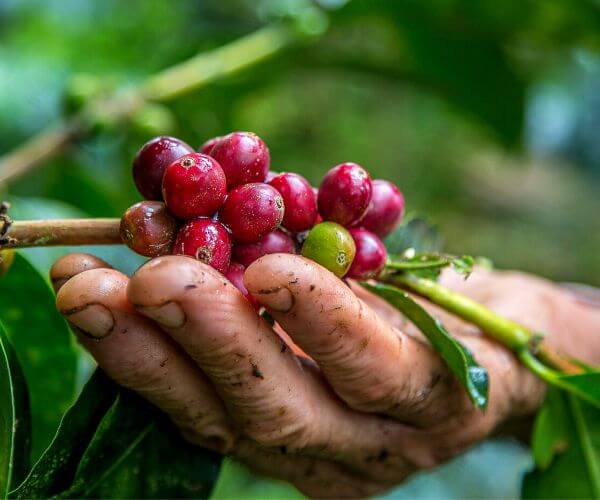 San Antonio farm in Nicaragua