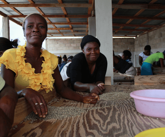 Women in coffee. Coffee pickers from Haiti