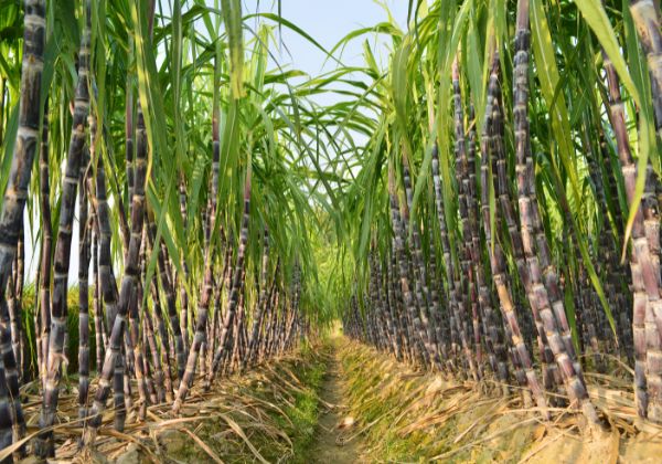 Sugarcane in colombia, used to decaffeinate coffee.