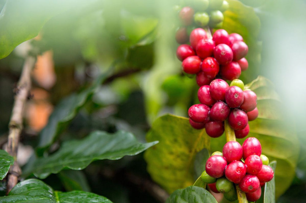 Red Cherries of Tropical coffee from Diego Bermudez's Finca El Paraiso 