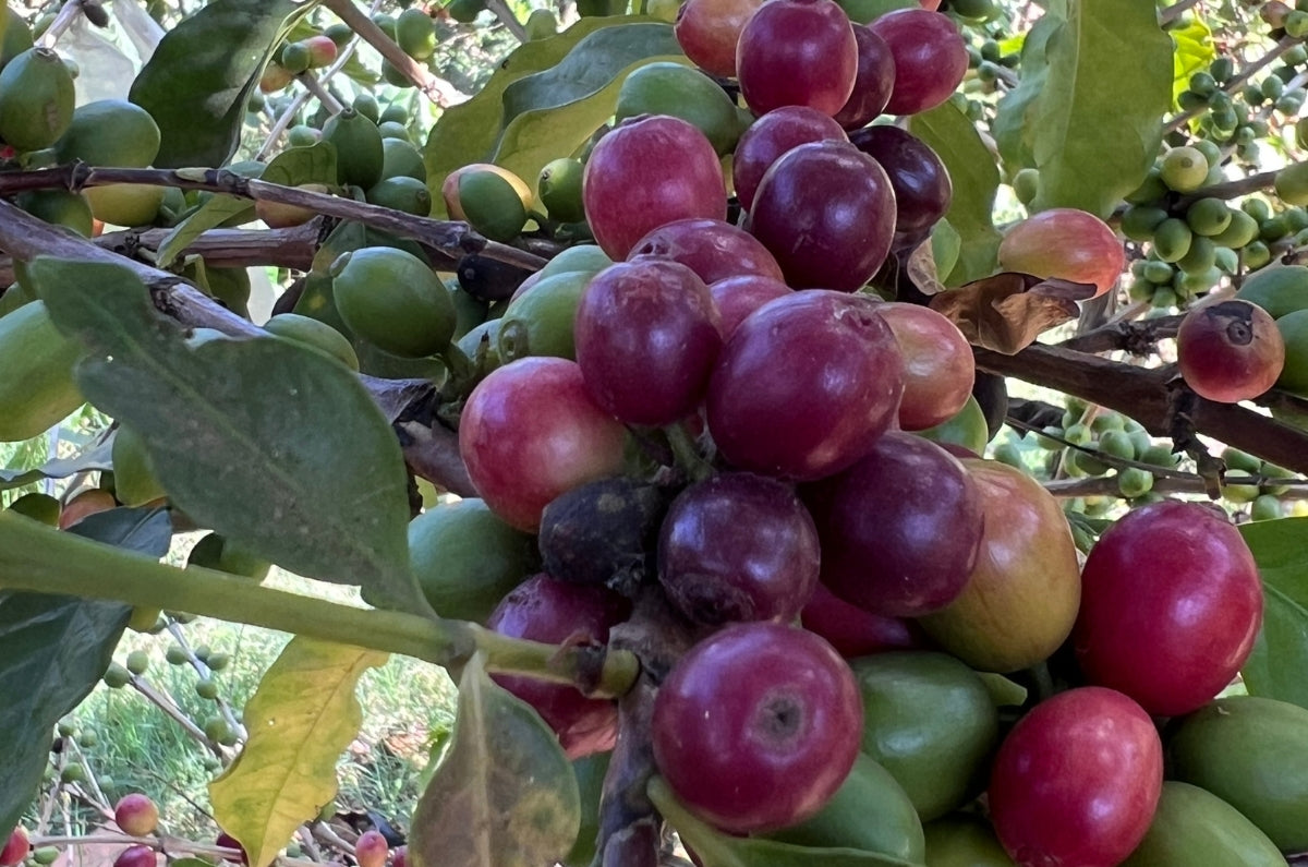 Queen Geisha Fully-Washed Green Coffee Beans | Coffea Diversa