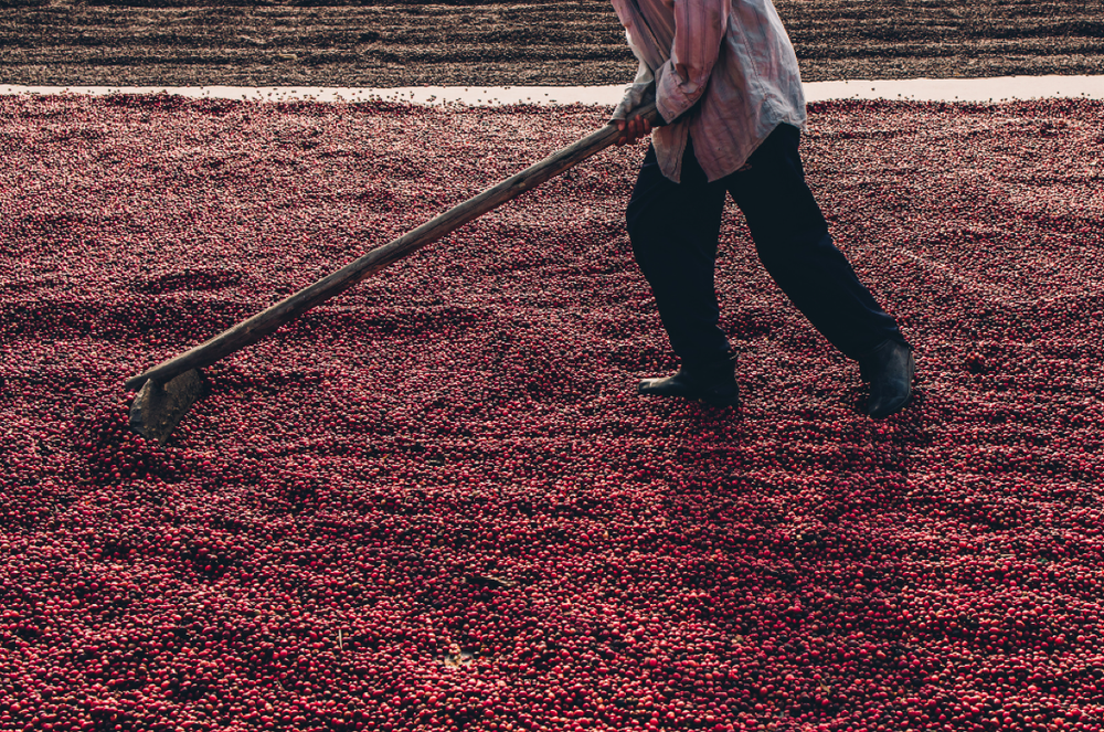 Coffee processing at the Cancino Coffee farm in Kona, Hawaii