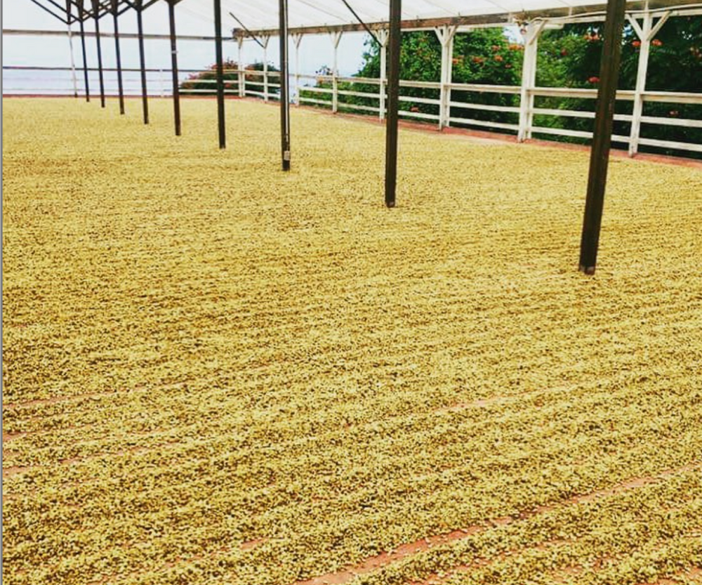 Coffee processing at the Cancino coffee farm in Kona, Hawaii