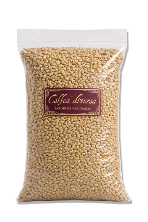 Queen Geisha Fully-Washed Green Coffee Beans | Coffea Diversa Queen Geisha Fully-Washed Green Coffee Beans | Coffea Diversa