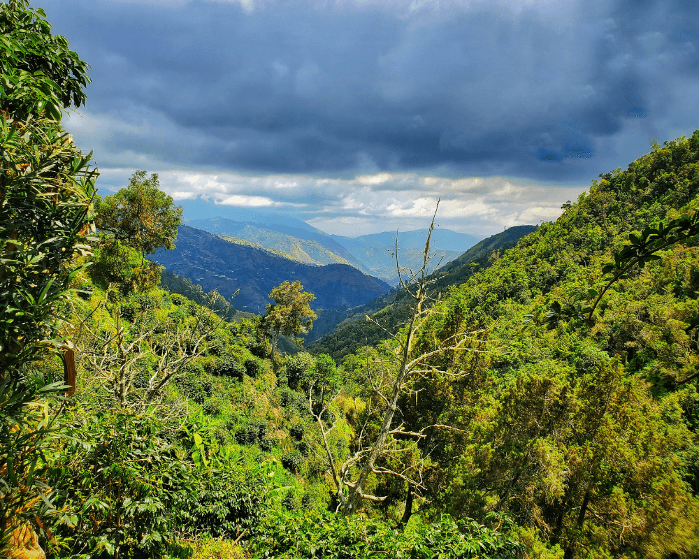 Coffea diversa Penlyne garden in the Jamaican Blue Mountains