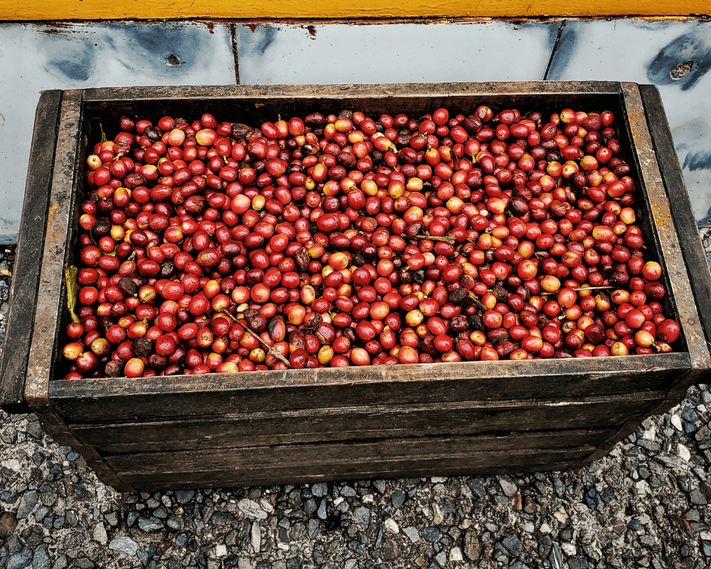 Bright red jamaica blue mountain coffee cherries