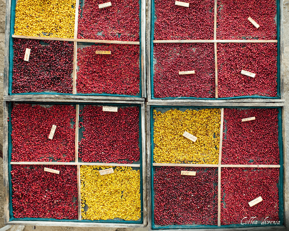 Different exotic coffee varietals