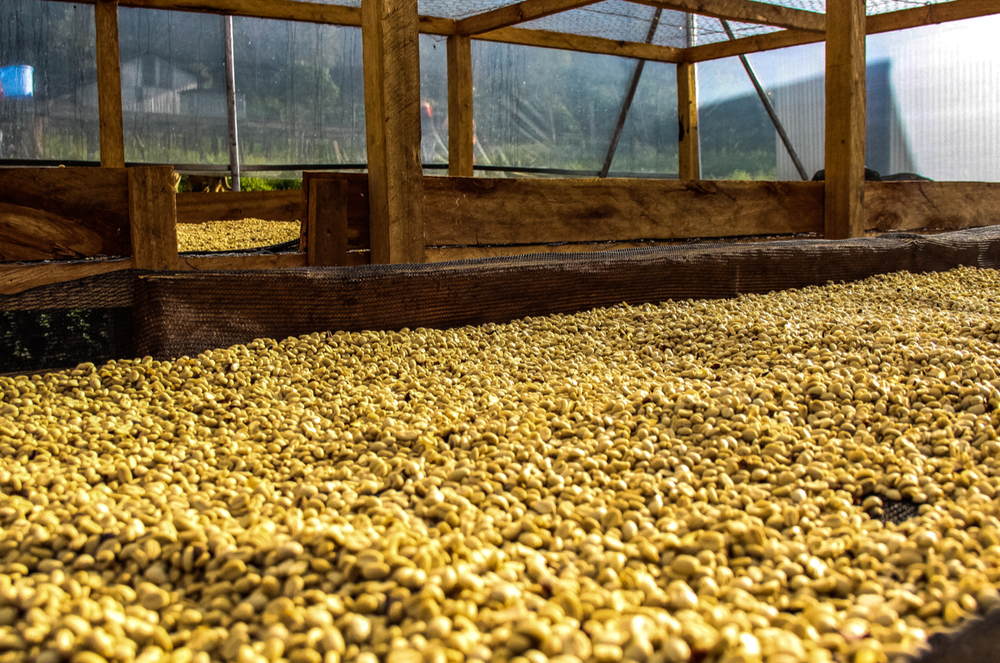 Coffee drying beds in Fairview Estate, Kenya