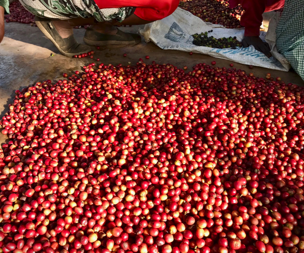 Red coffee cherries ready for processing