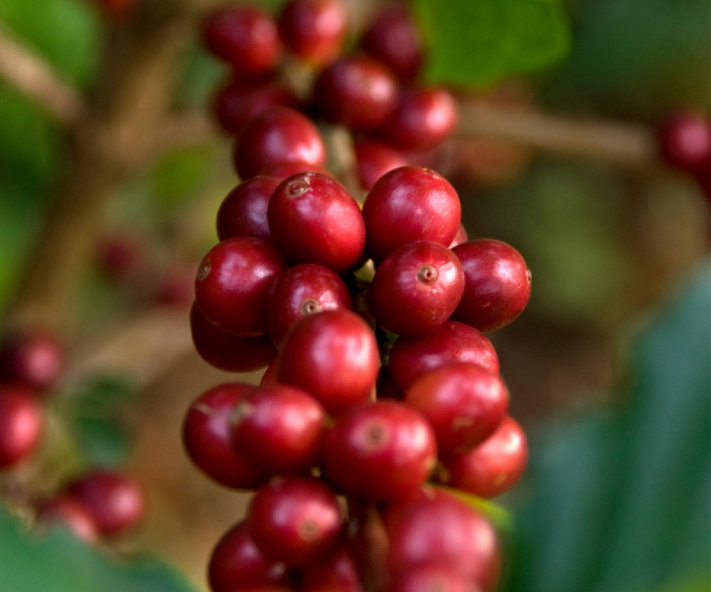 Red coffee cherries