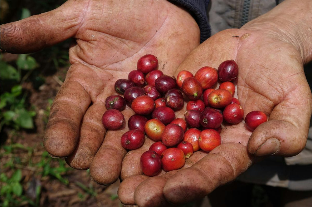 A Kenyan COOP farmer holding Marua AA cherries