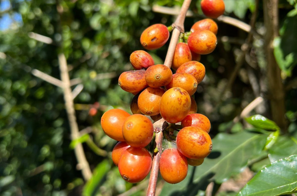 Coffee cherries on Farm Victoria from the Balsamo region of El Salvador